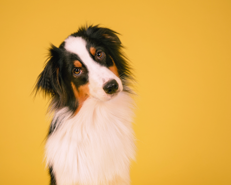 cachorro olhando com fundo amarelo
