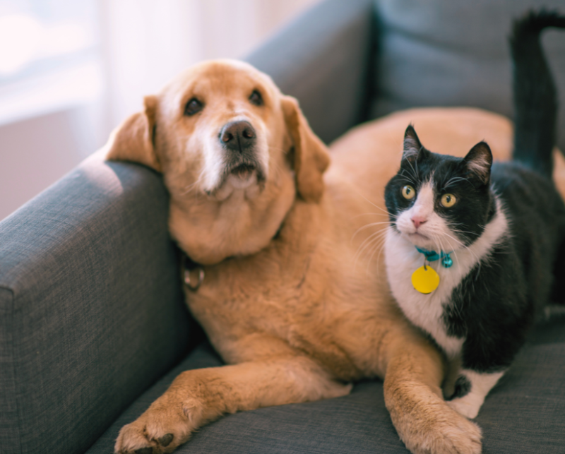um golden retriever e um gato