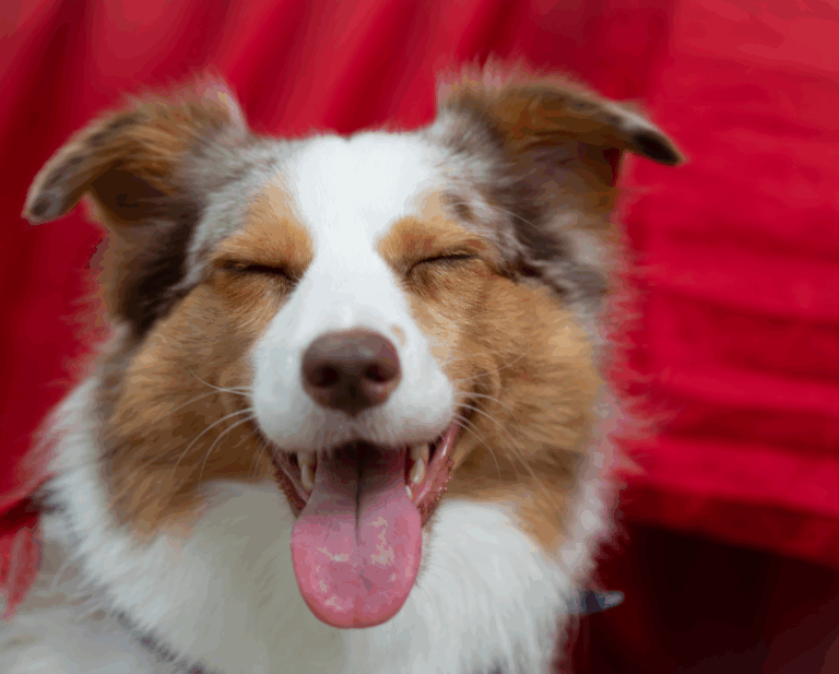 budder collie sorrindo