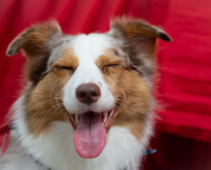 budder collie sorrindo